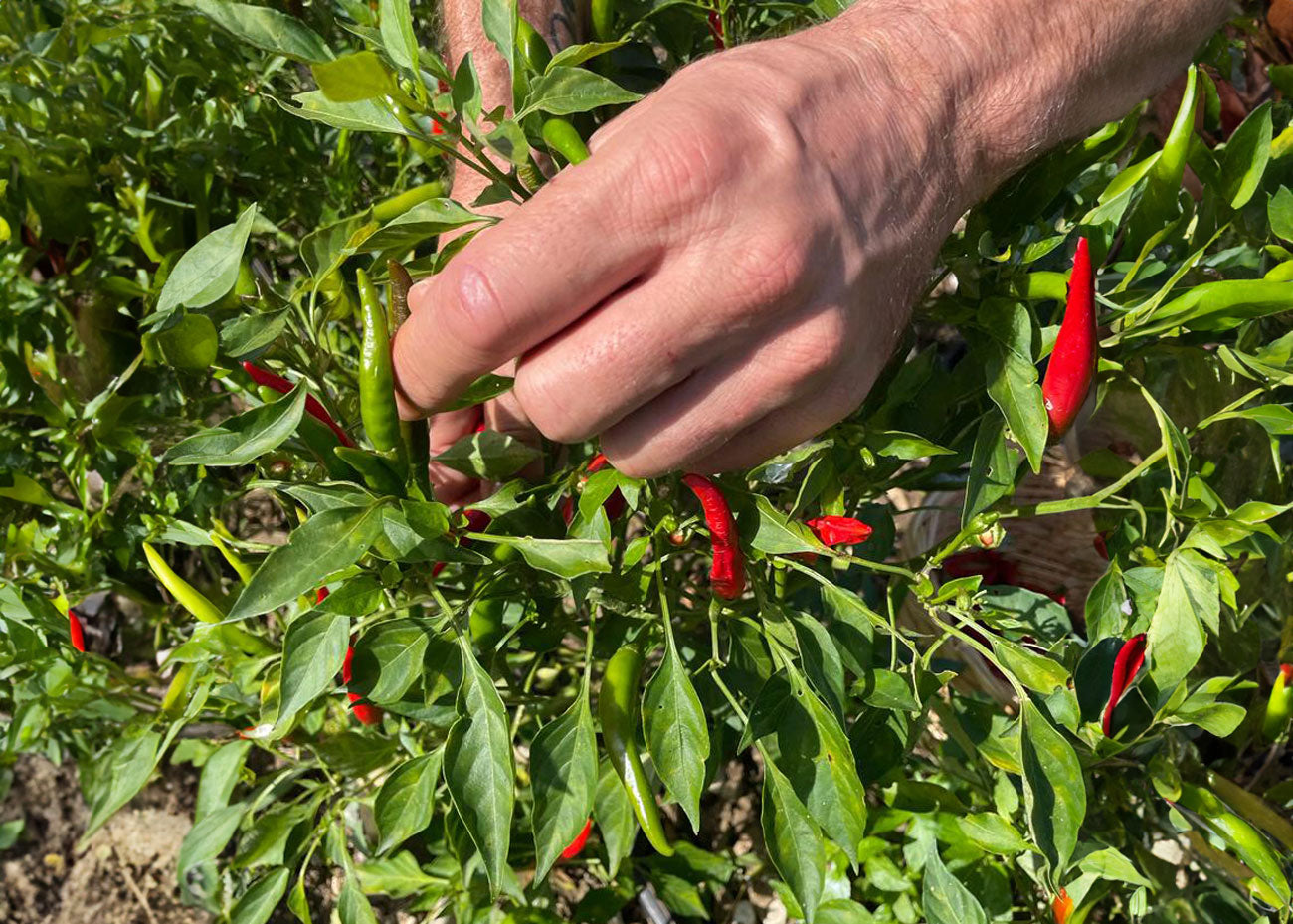 Italienische Chiliplantage von Di Bennardo