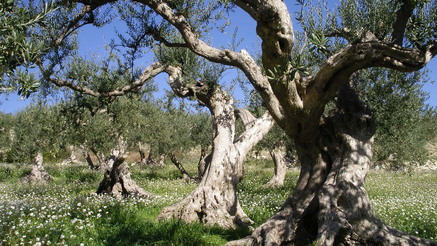 Italienischer Olivenbaum in Sizilien von Di Bennardo