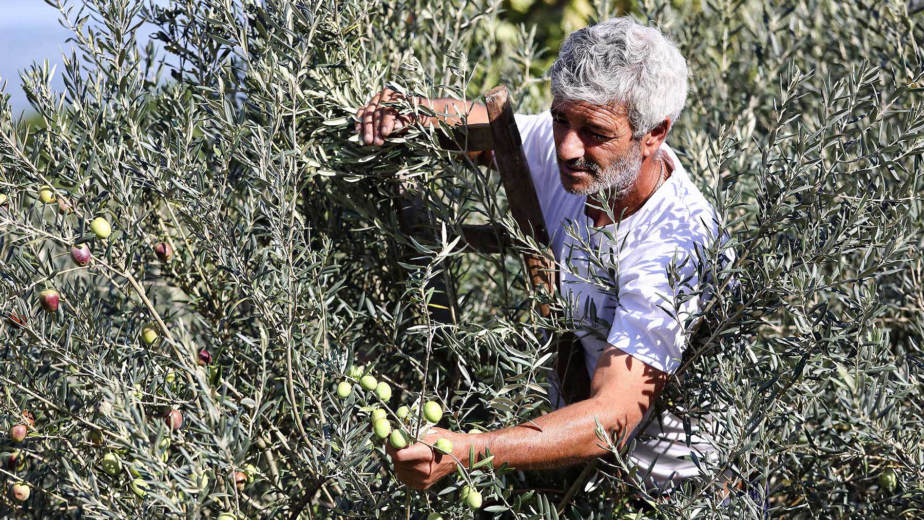 Italienische Olivenernte Bio in Sizilien von Di Bennaro