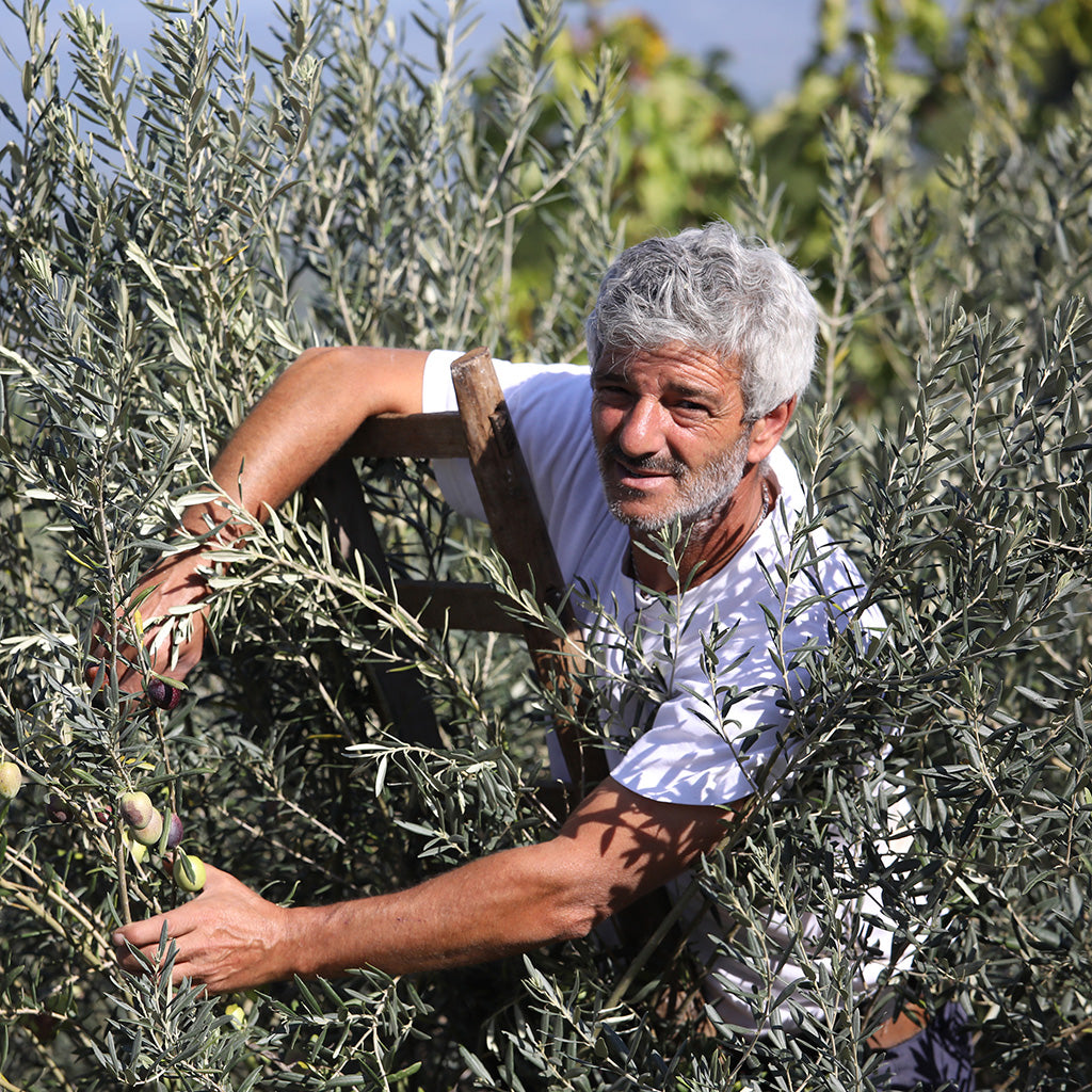 Italienische Bio Olivenöle IGP DOP Sizilien von Di Bennardo