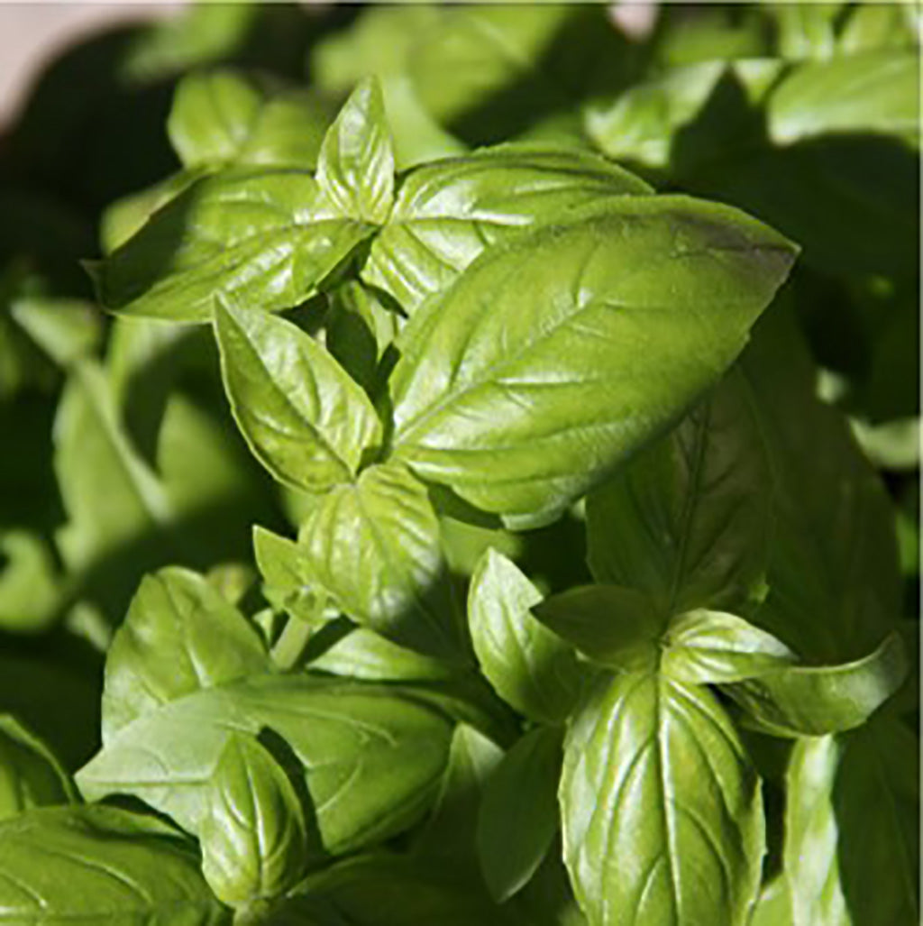 Italienischer Bio Pesto Genovese DOP von Di Bennardo