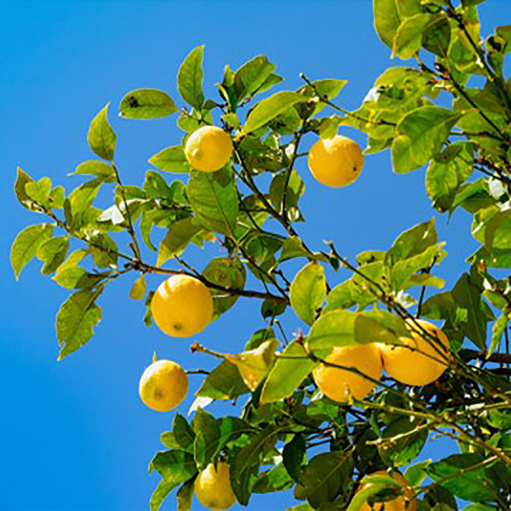 Italienischer Zitronenbaum Zitronenöl von Di Bennardo