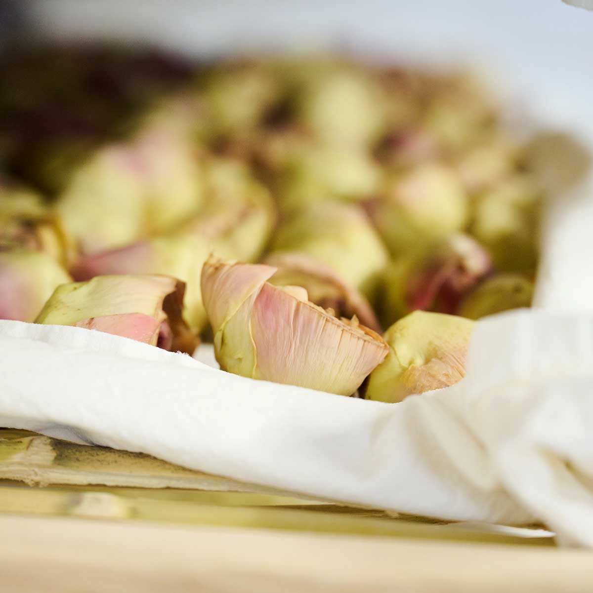 Italienische Artischocken Paestum Salerno Bio Trocknung von Di Bennardo