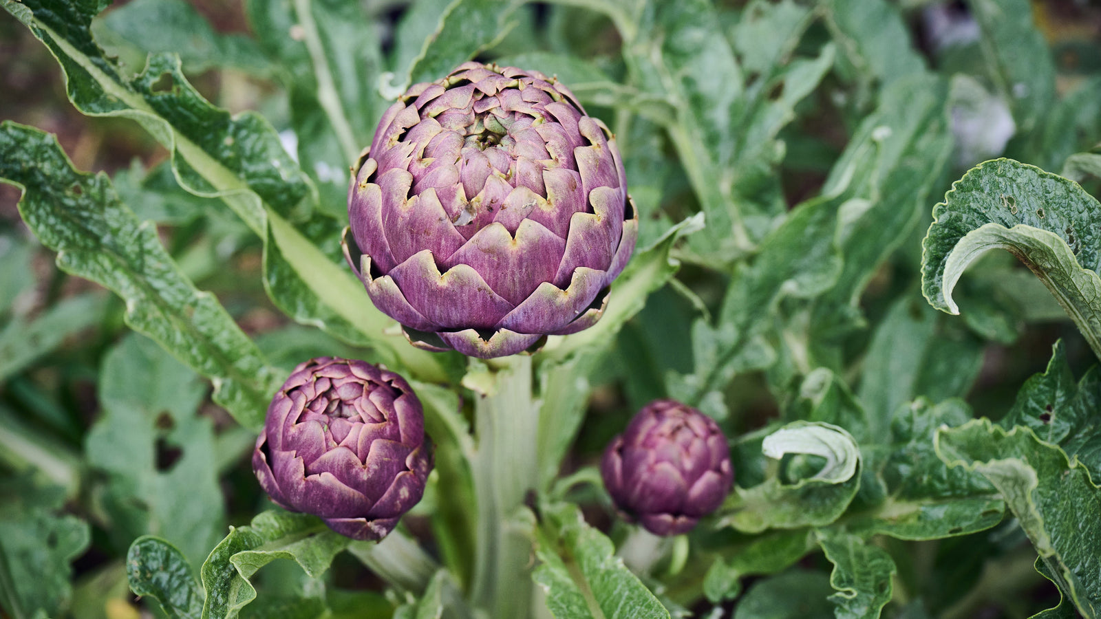 Italienische Bio mini Artischocken Paestum Salerno von Di Bennardo