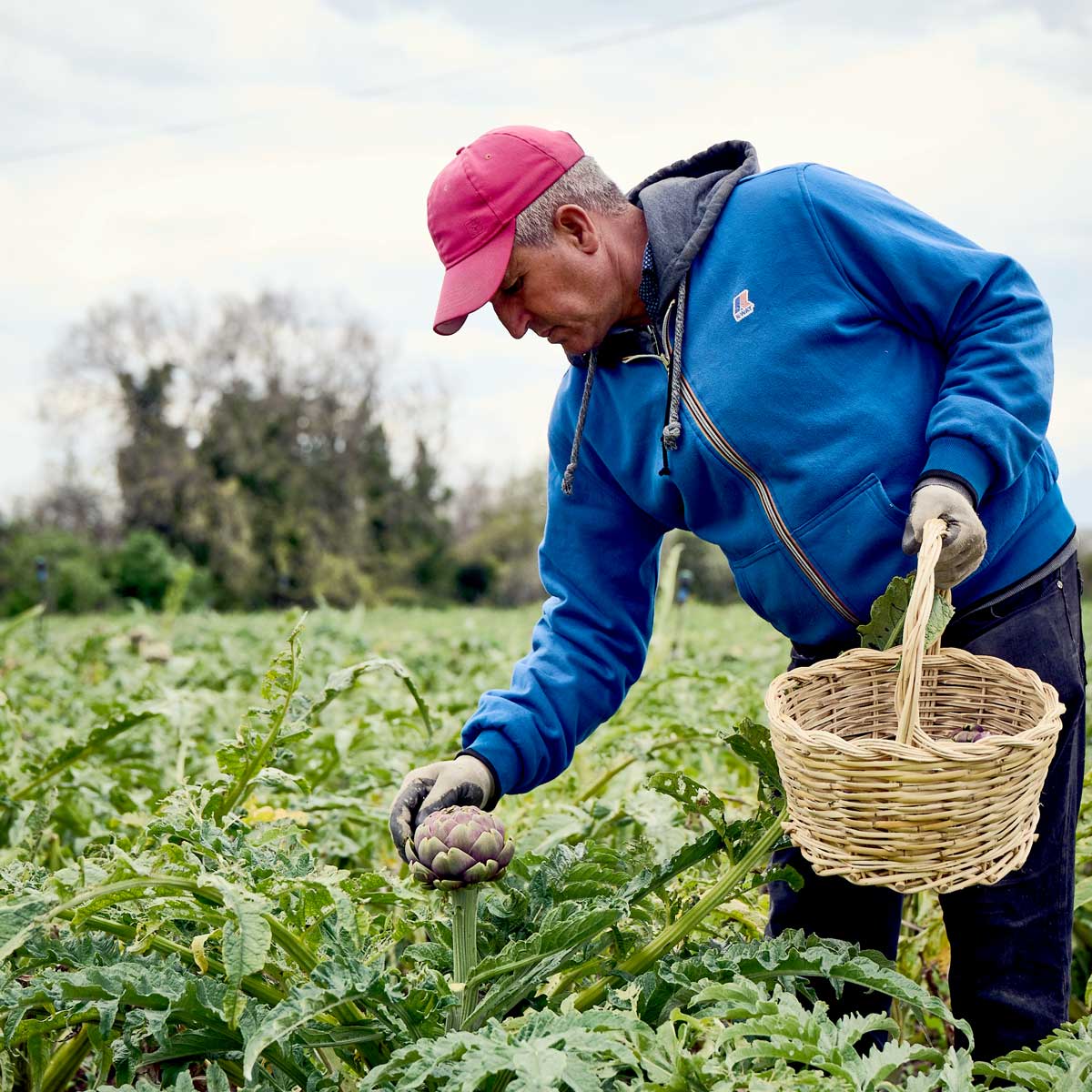 Italienischer Produktionsmitarbeiter Artischocken Bio Paestum Salerno von Di Bennardo