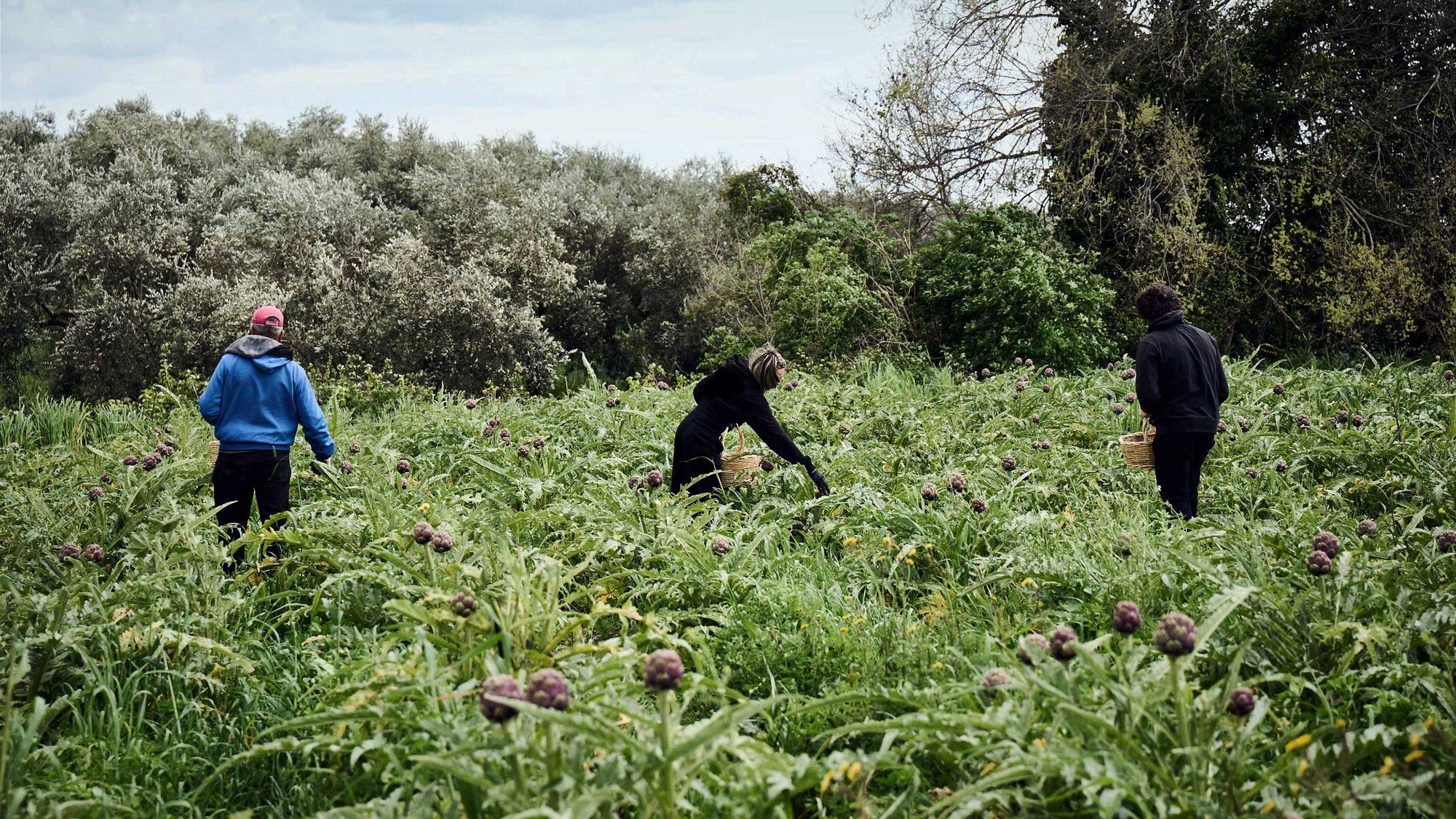 Italienische Selektion Artischockenherzen Pasteum Bio Salerno Di Bennardo