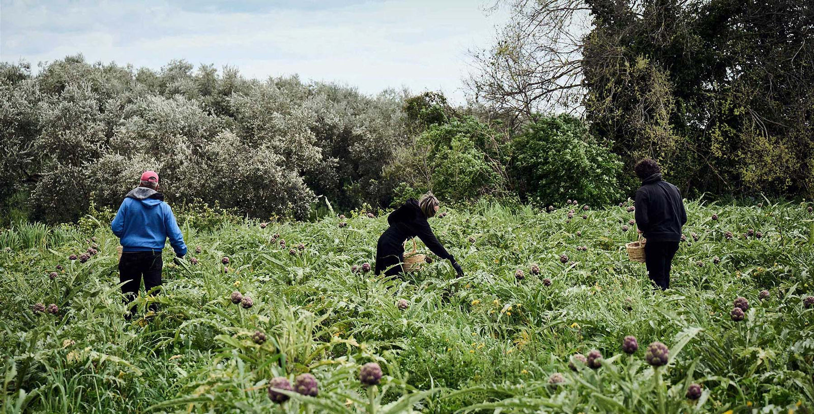 Italienische Artischockenernte in den Feldern von Di Bennardo