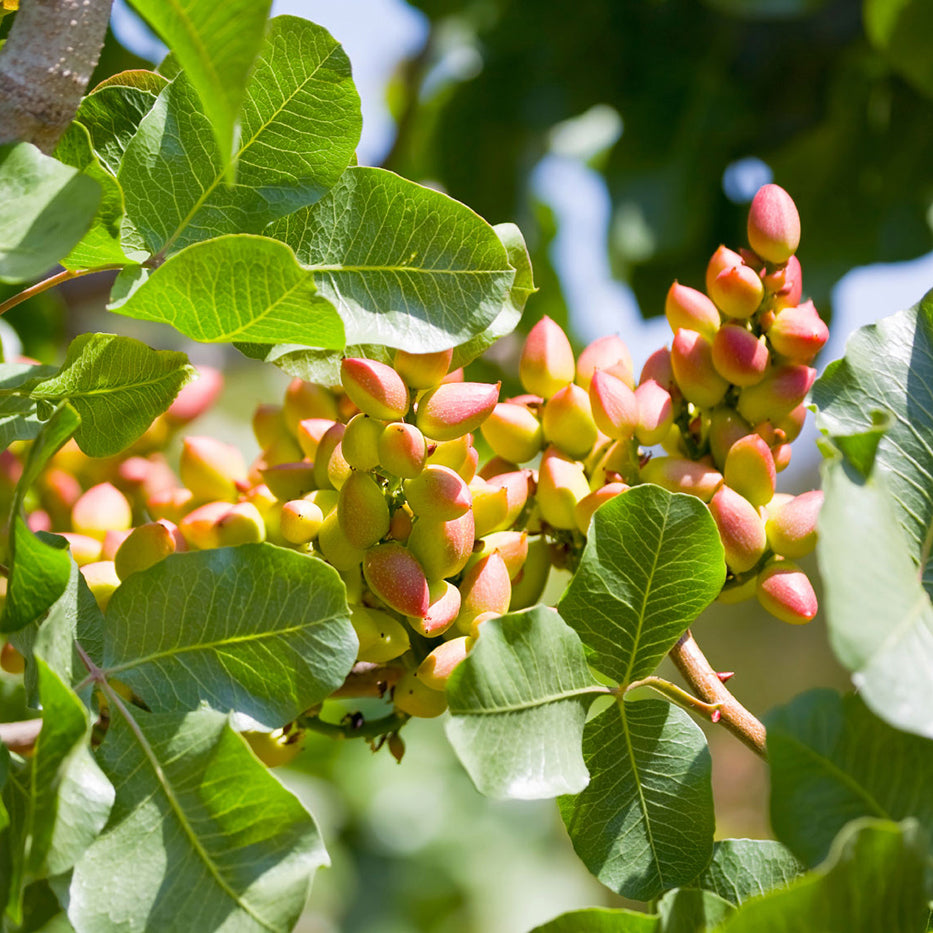 Italienische Pistaziennüsse im Strauch von Di Bennardo