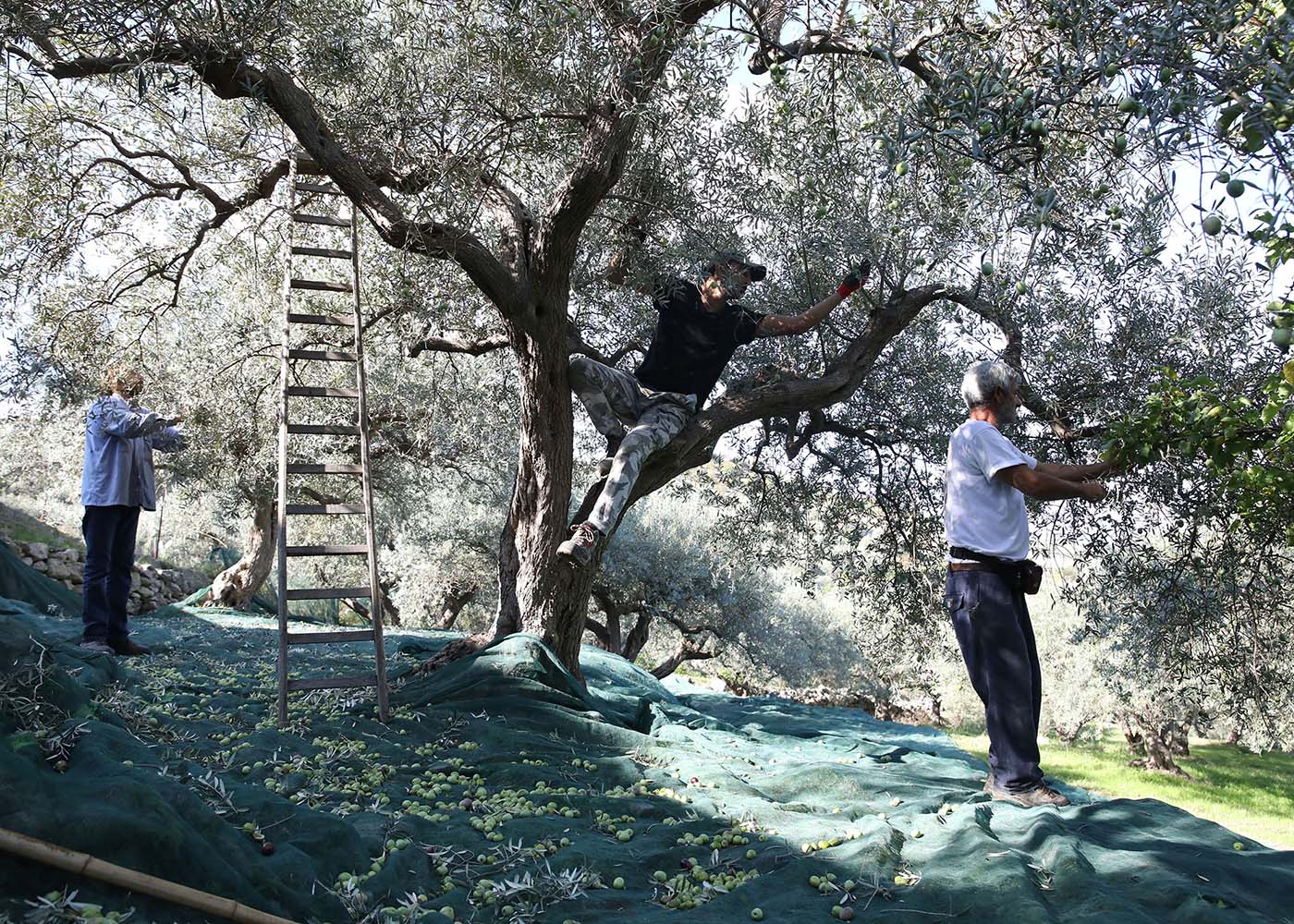 Italienische Olivenölernte von Hand Bio in Sizilien von Di Bennardo