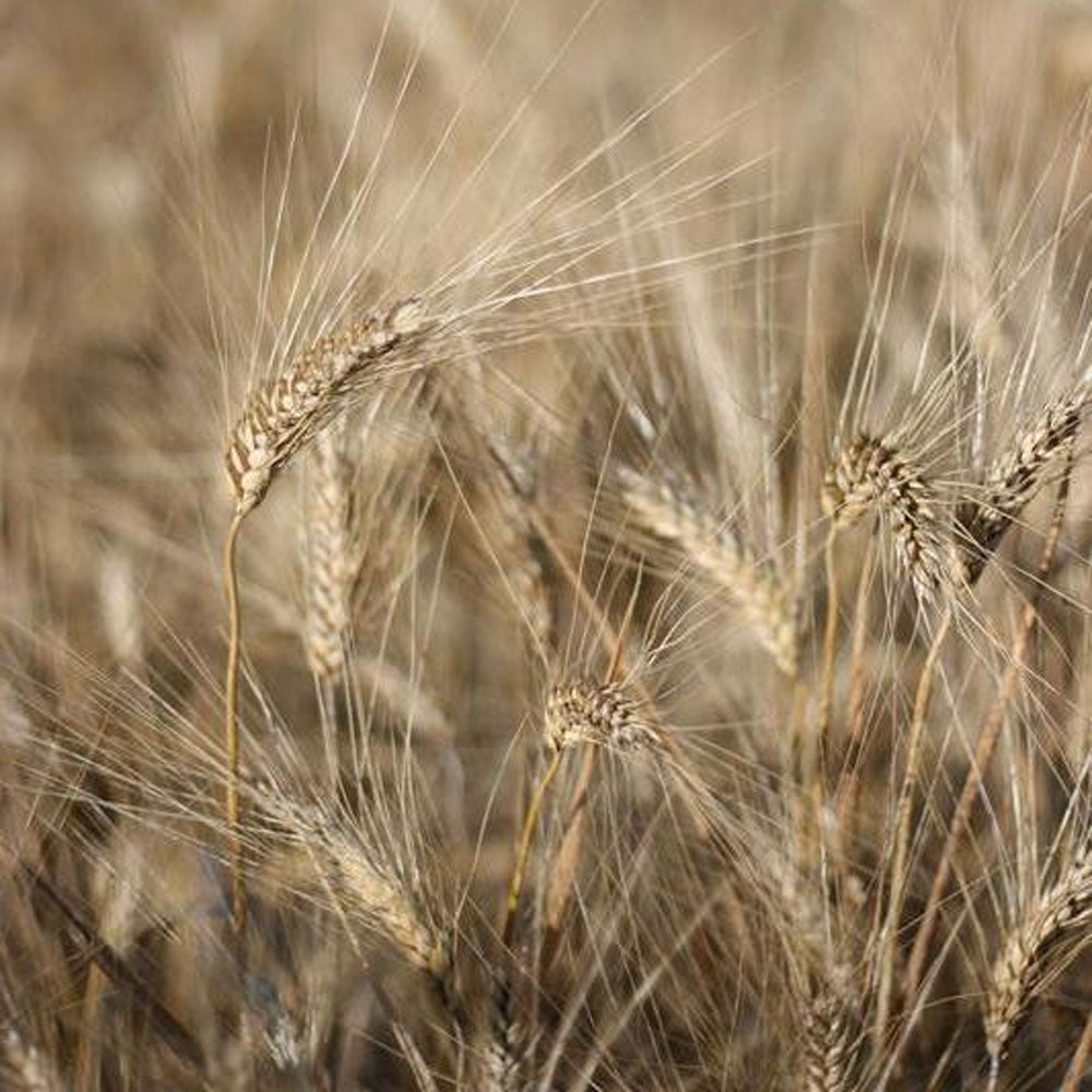 Italienischer Hartweizengriess für Bio Pasta Produktion von Di Bennardo