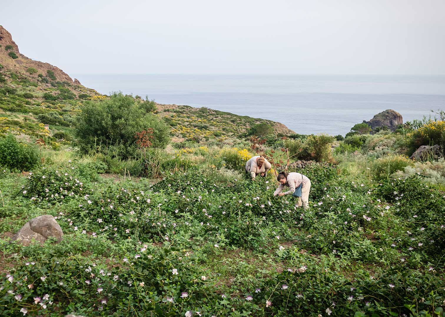 Italienisches Kapernfeld bei Salina von Di Bennardo