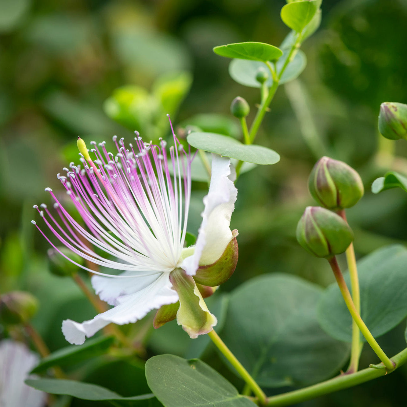 Italienische Kapernblüte aus Salina von Di Bennardo