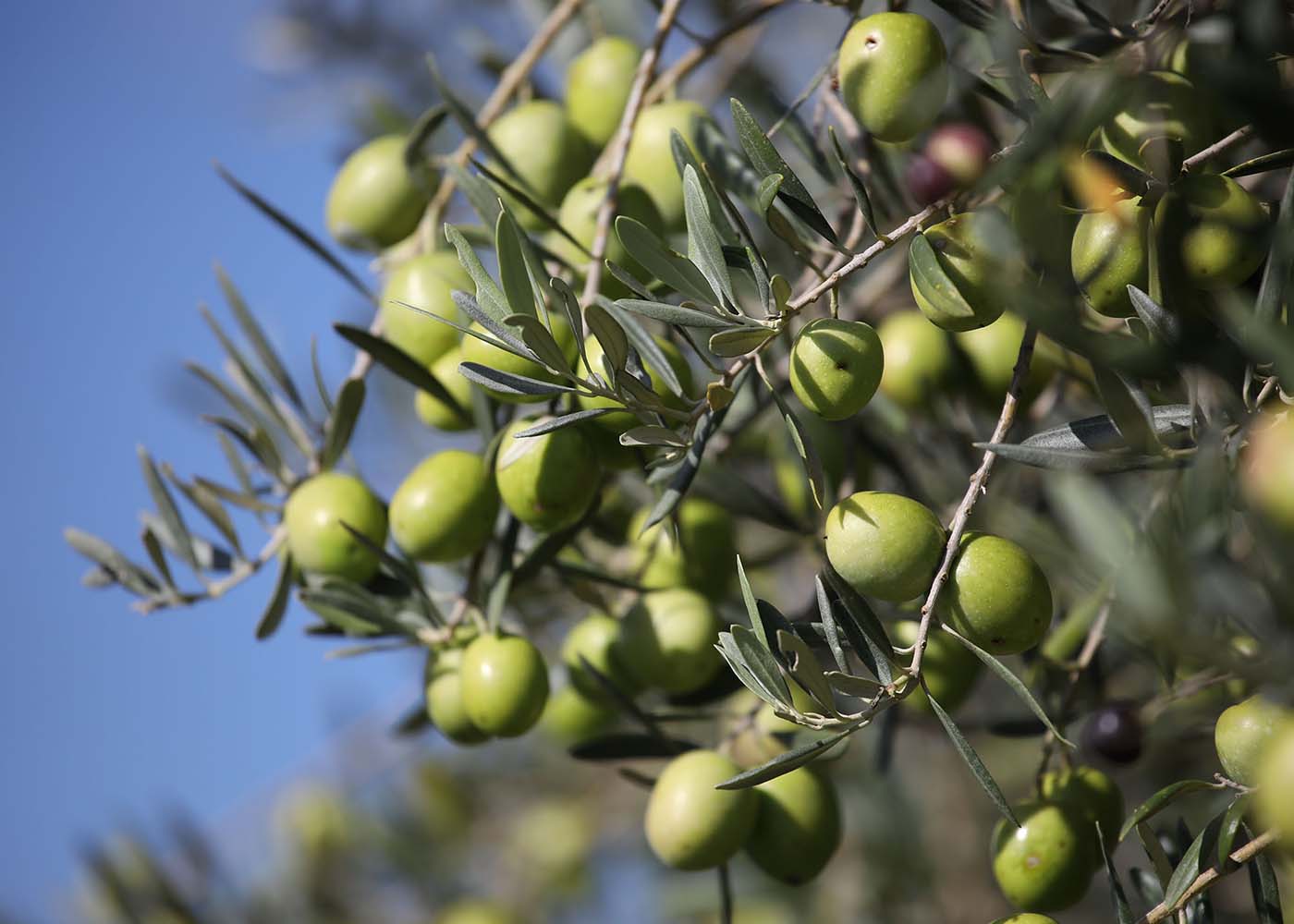 Italienische Bio Oliven Nocellara in Sizilien von Di Bennardo