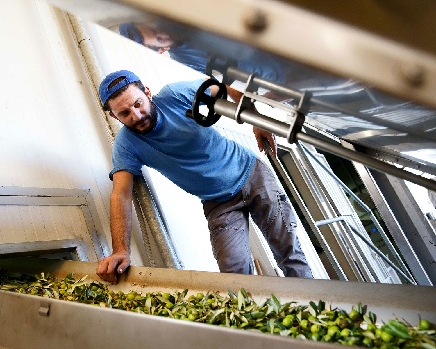 Italienische Olivenölproduktion in Sizlien von Di Bennardo
