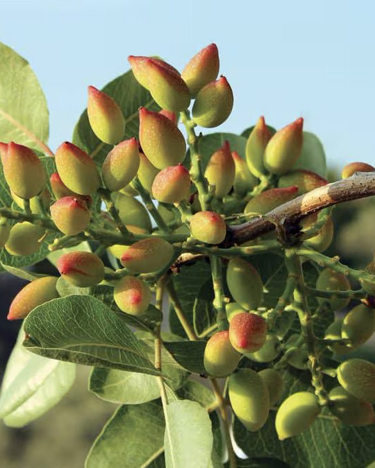 Italienischer Pistazienbaum von Di Bennardo