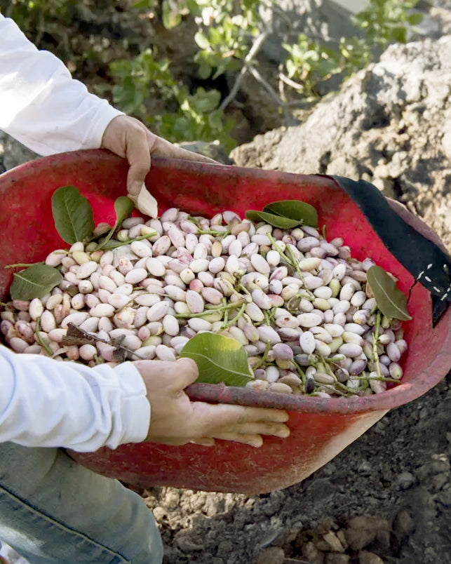 Italienischer Behälter mit Bio Pistazien aus Sizilien von Di Bennardo