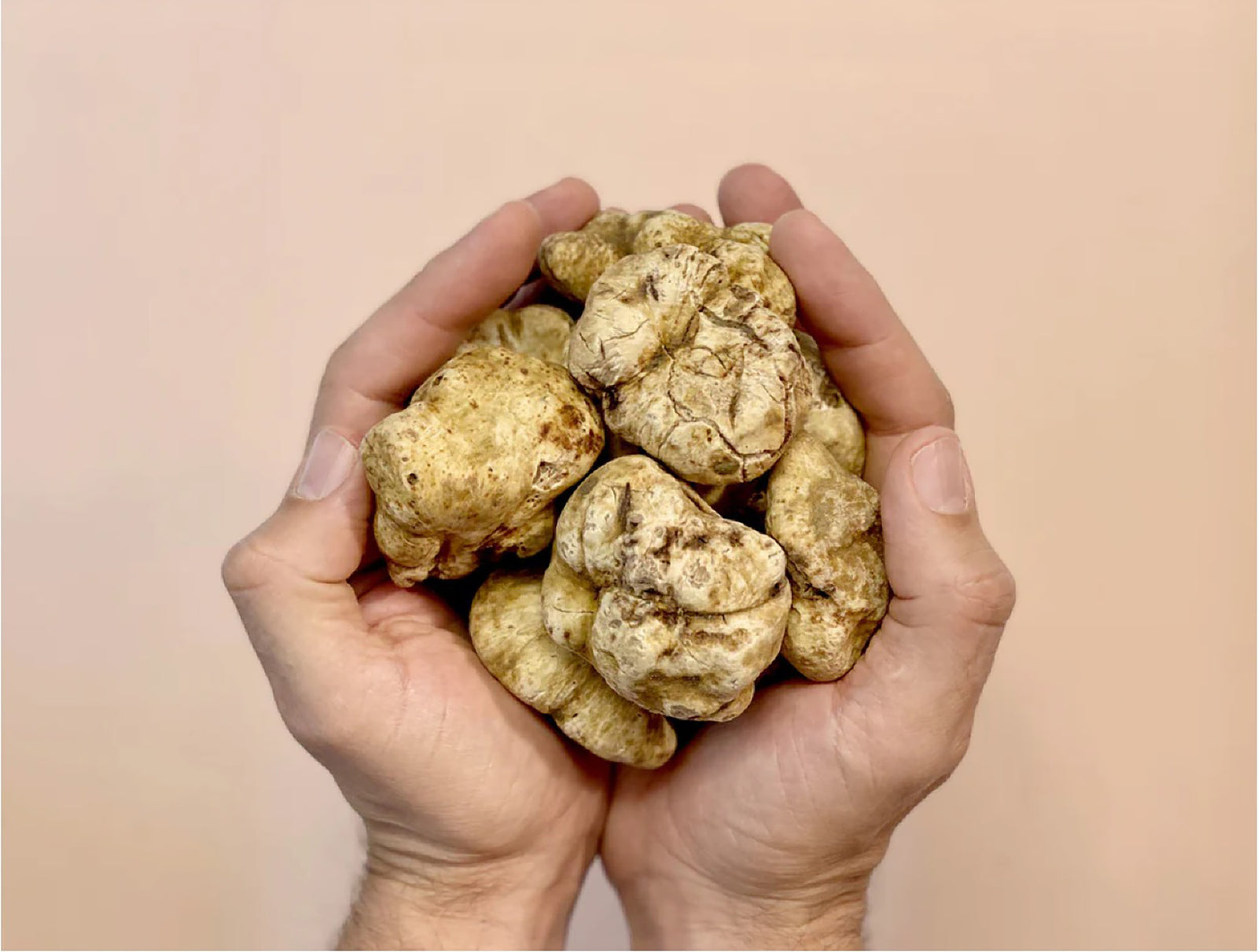 Italienischer frischer Alba Tüffel Piemont von Di Bennardo