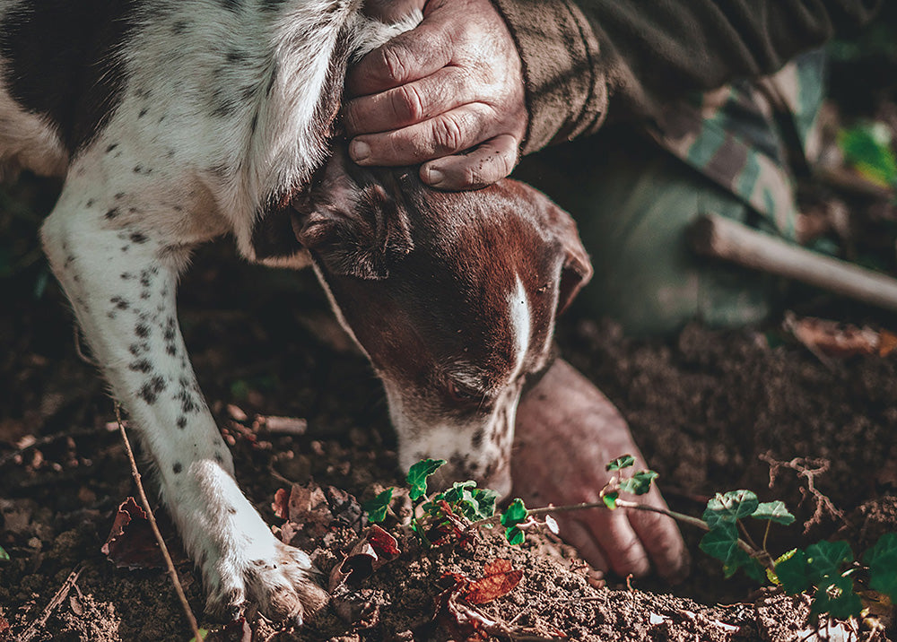 Italienische Trüffelsuche im Piemont mit Hund von Di Bennardo