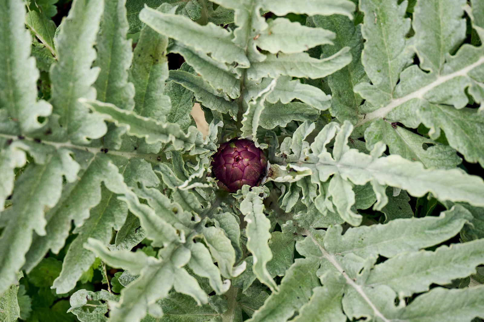 Italienisches Artischockenherz Paestum Bio von Di Bennardo
