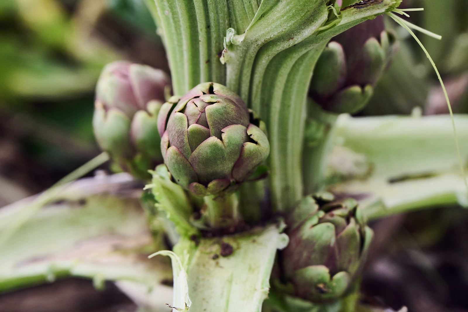 Italienische Artischockenpflanze Paestum Salerno von Di Bennardo